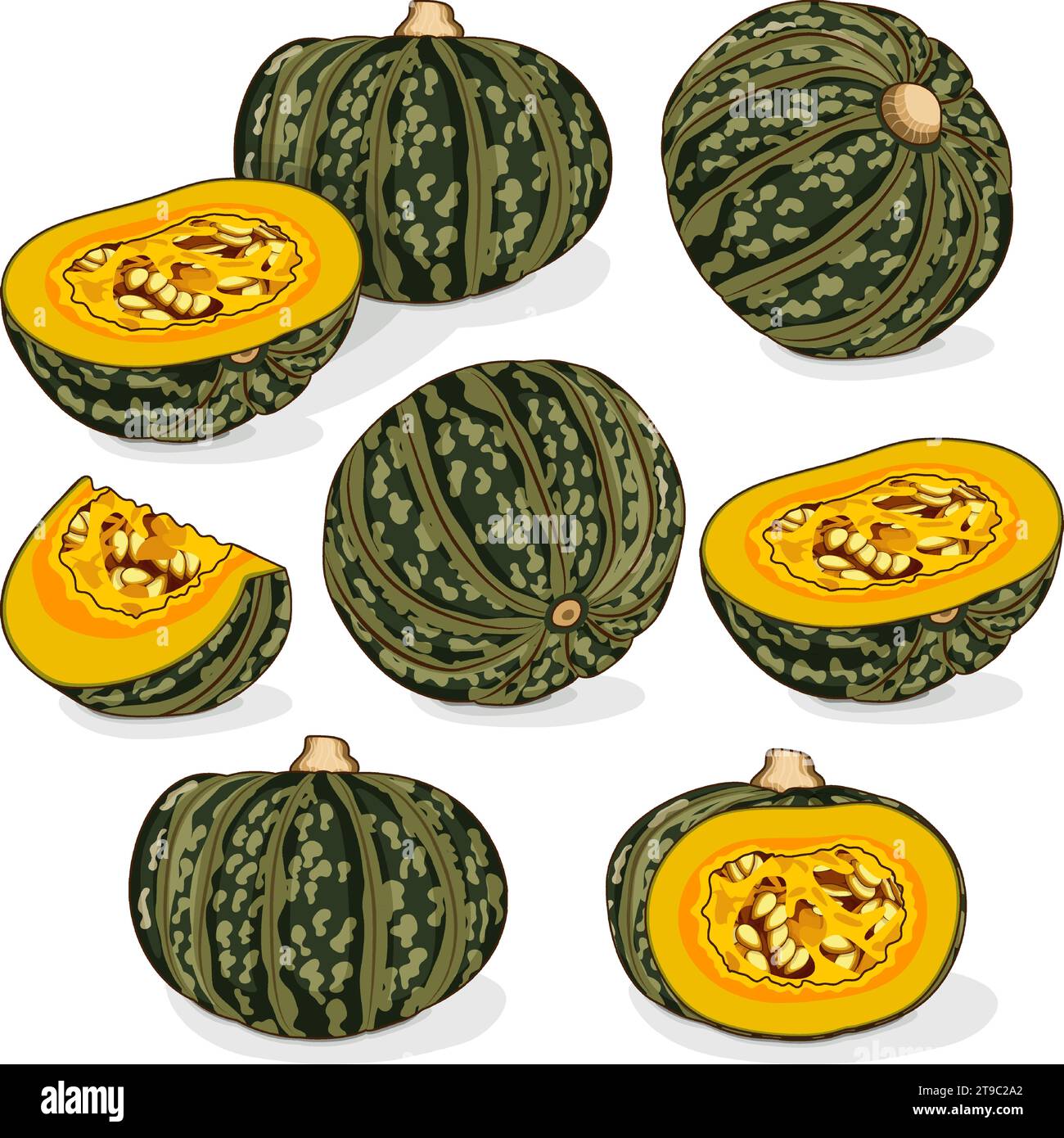 Set of Kabocha winter squash pumpkins. Chestnut squash. Cucurbita maxima. Fruits and vegetables. Clipart. Isolated vector illustration. Stock Vector