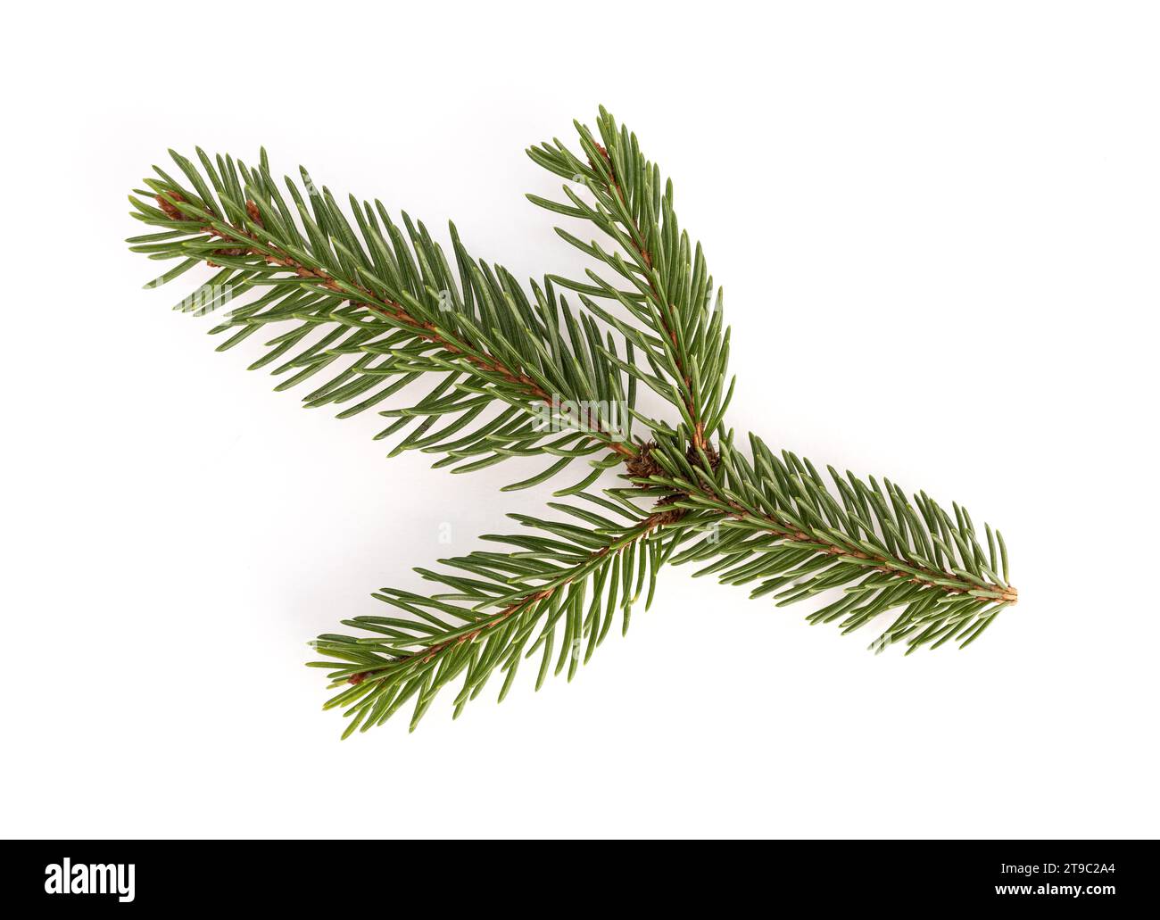 Picea abies or european spruce twig isolated on white background Stock Photo