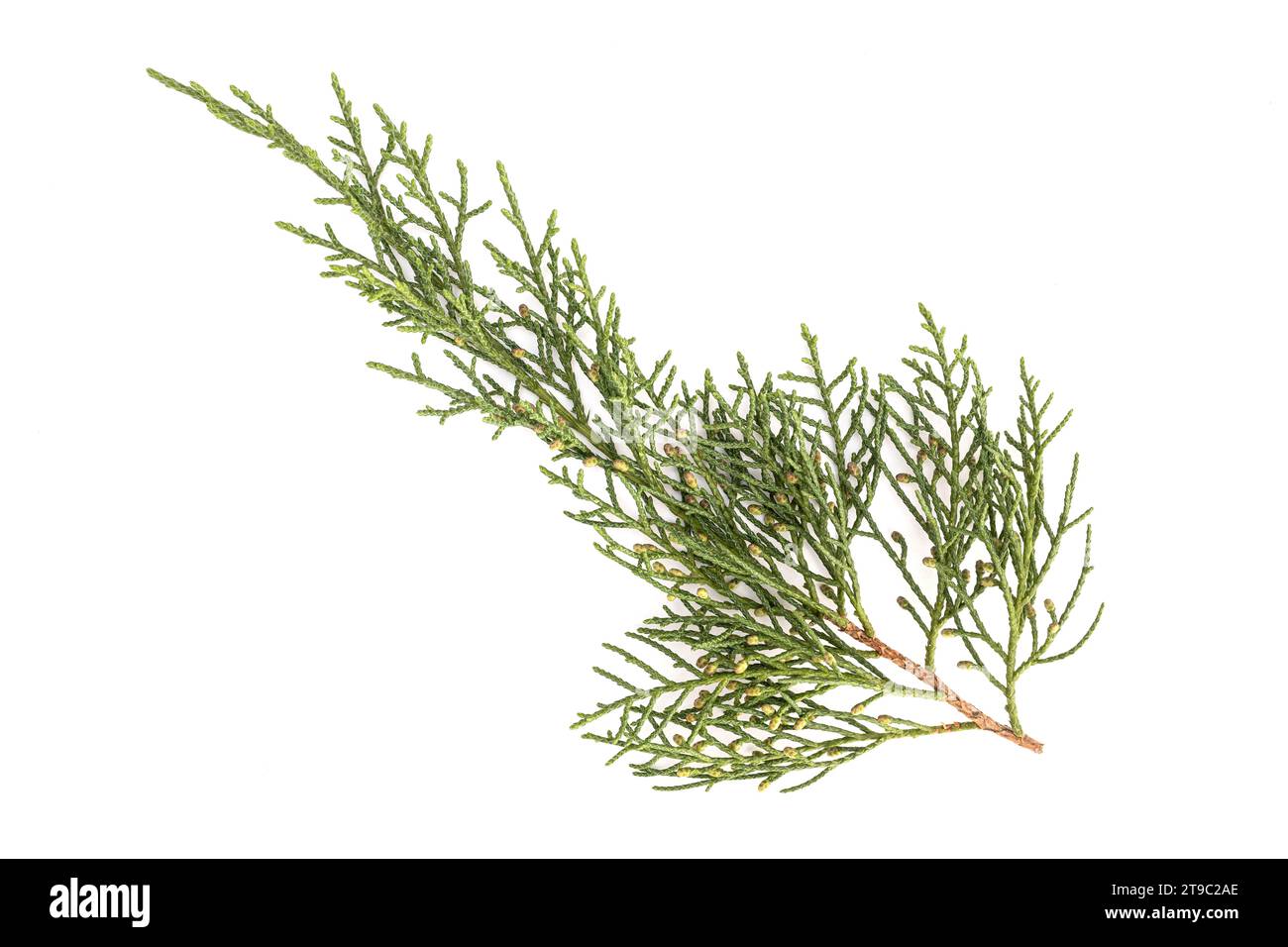 Juniperus thurifera or Spanish Juniper twig isolated on white background Stock Photo