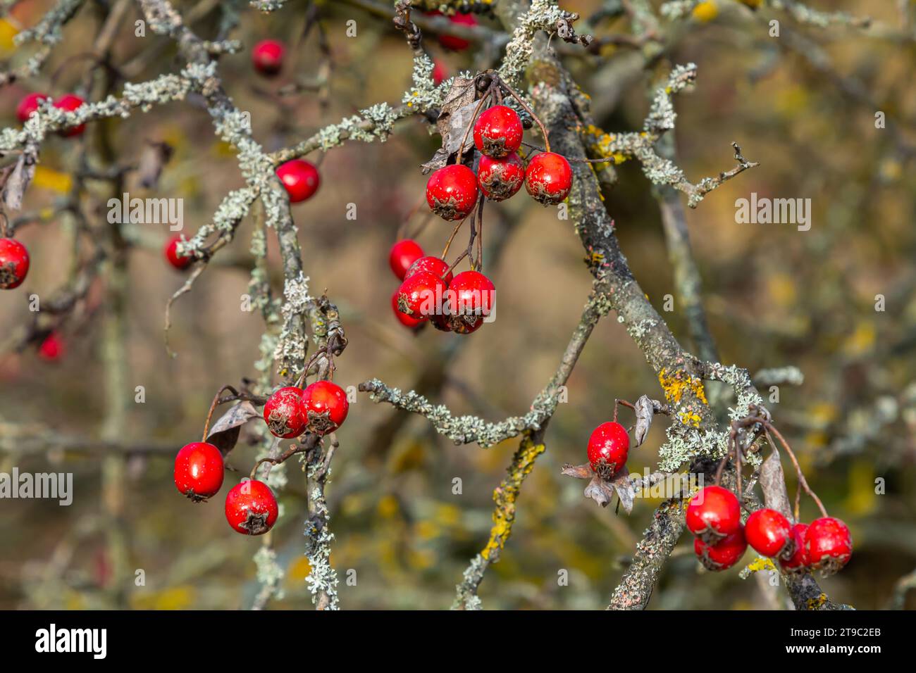 A detailed macro shot capturing the vibrant red hawthorn berries in their autumn splendor. These ripe berries are not only beautiful but also have med Stock Photo
