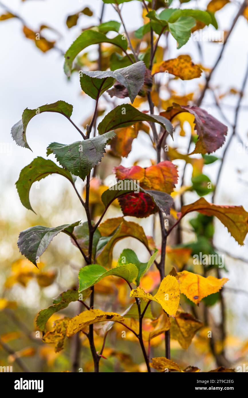 An image of autumn leaves with the forest background Stock Photo - Alamy