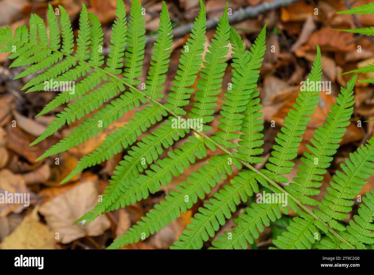 Green leaves of a young fern in spring and early morning under the bright sun. Stock Photo