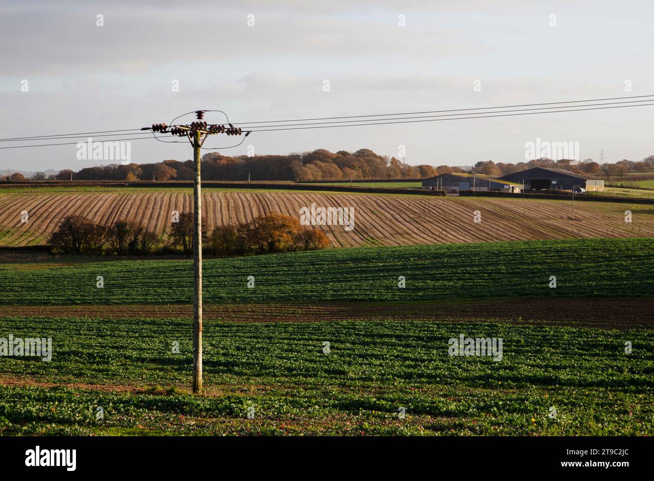 Electric pylon stationed in farming field near Clyst St George village Exeter, U.K Stock Photo