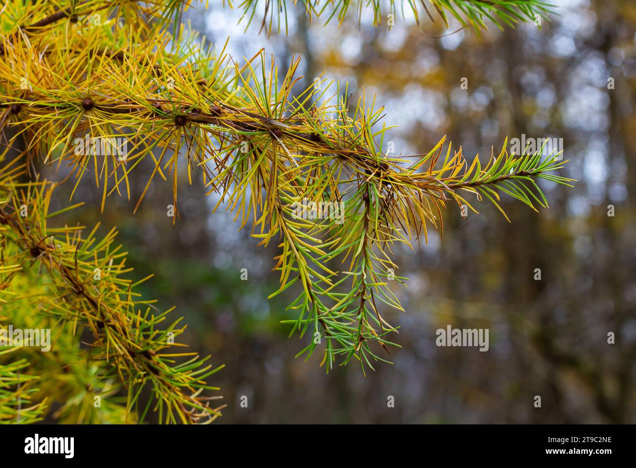 Yellow larch branch with a pine cone in autumn in a wet forest. Stock Photo