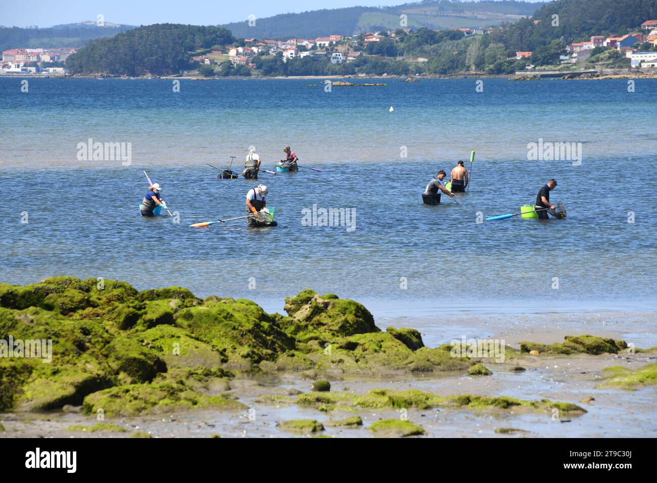 Shellfish in Barrana beach, Boiro, A Coruna, Galicia, Spain. Stock Photo