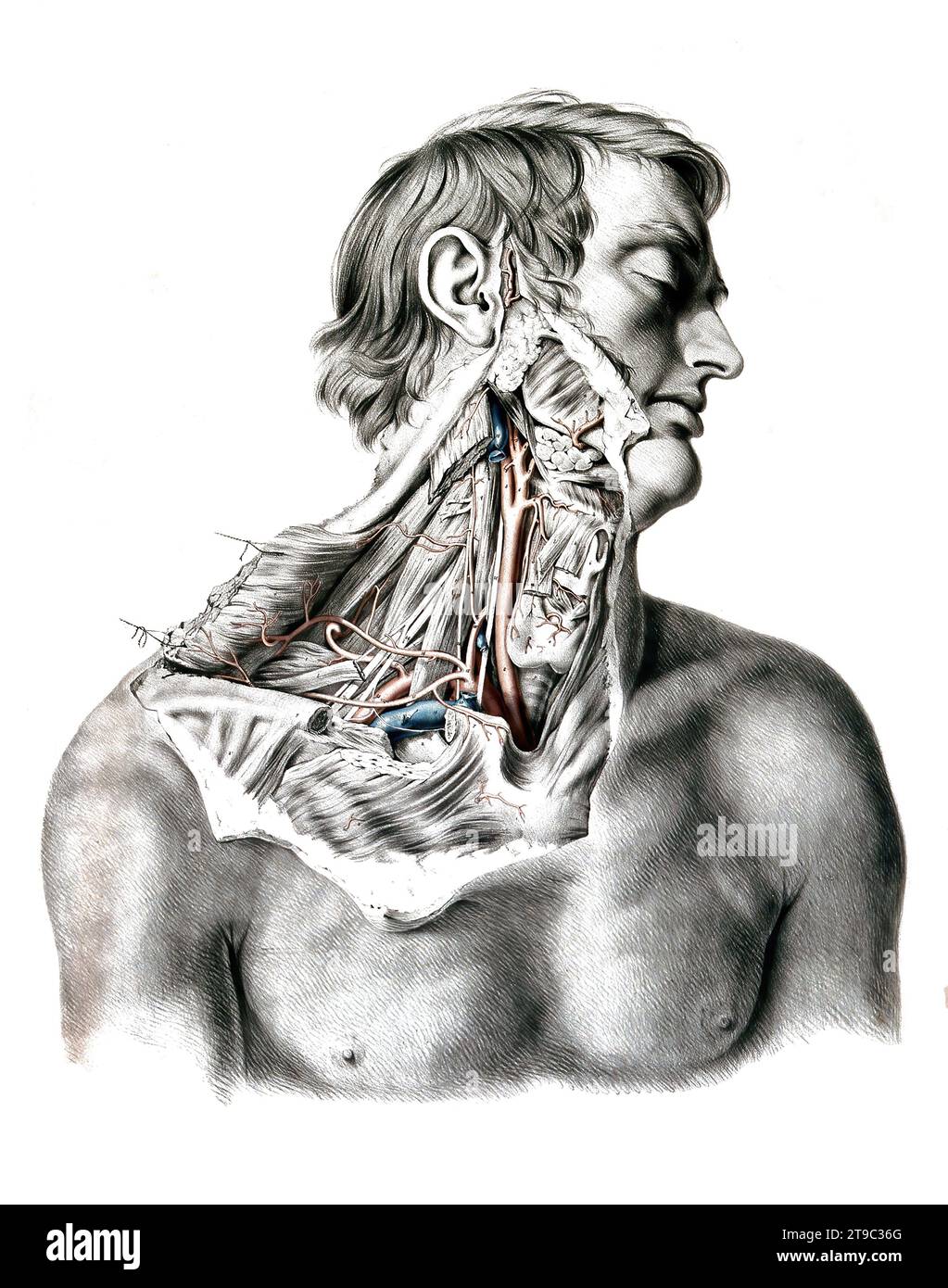 Medizin, Anatomy, das Kreislaufsystem, Blutkreislauf, Sektion des Halses und der Schulter eines Mannes, mit Arterien, Blutgefäßen und Venen in Rot und Blau. Kolorierte Lithographie von J. Maclise, 1841/1844, Historisch, digital restaurierte Reproduktion von einer Vorlage aus dem 19. Jahrhundert  /  Medicine, anatomy, the circulatory system, blood circulation, section of the neck and shoulder of a man, with arteries, blood vessels and veins in red and blue. Coloured lithograph by J. Maclise, 1841/1844, Historic, digitally restored reproduction from a 19th century original Stock Photo