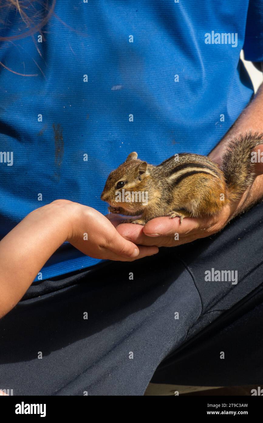 The striped chipmunk or striated chipmunk (Tamias striatus), also called Swiss or little Swiss in North America, is a species which is part of the rod Stock Photo