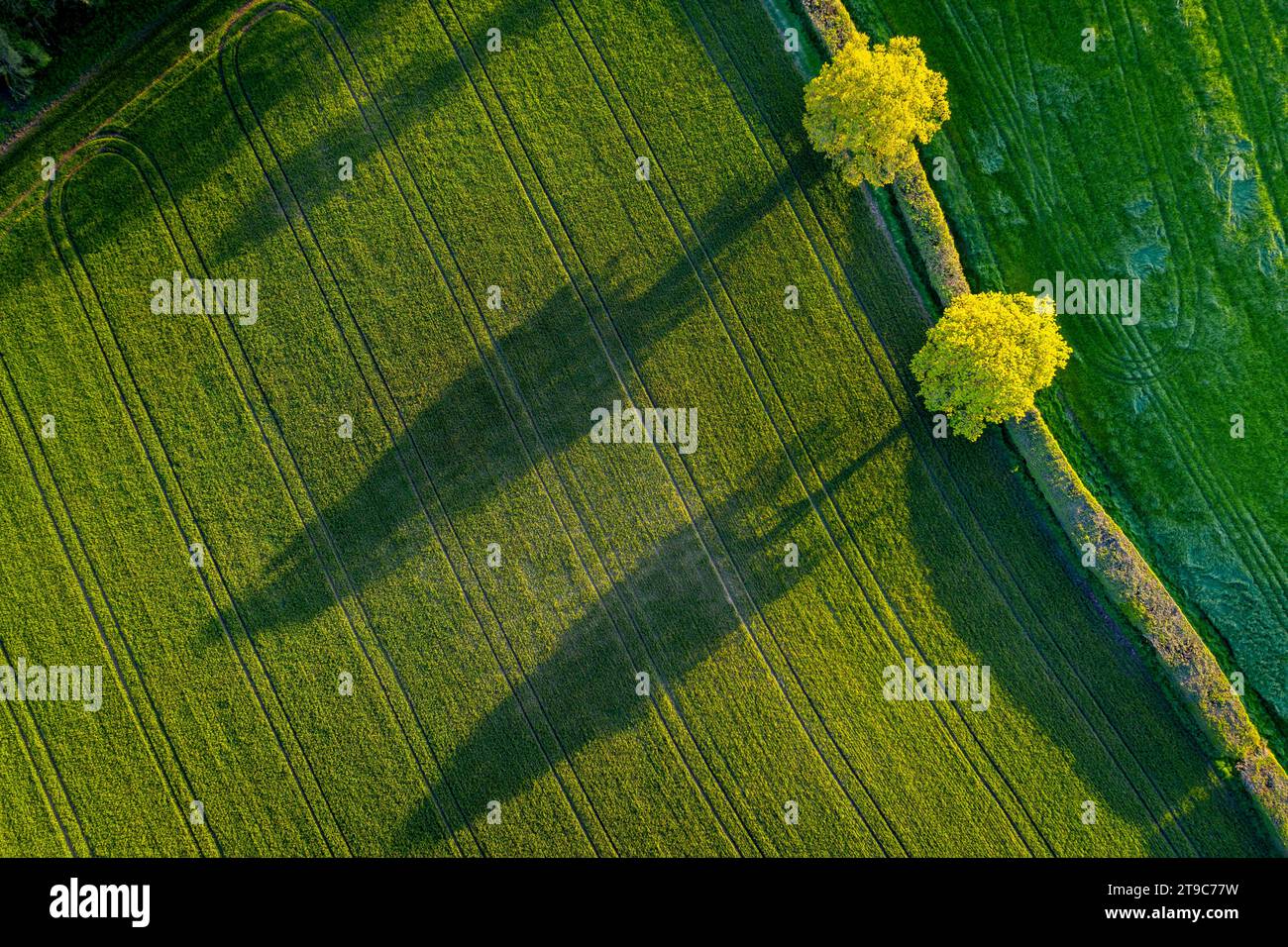 Aerial photo of hedgerow trees and shadows in a Devon field, England. Spring (April) 2019. Stock Photo
