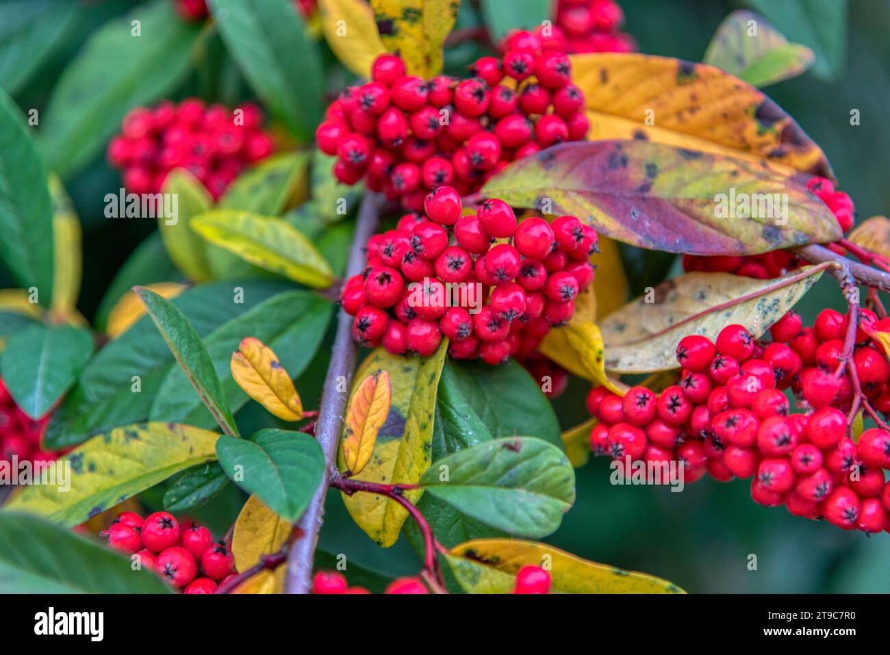 Red winter berries on a Late Cotoneaster bush on a sunny Winter's day Stock Photo