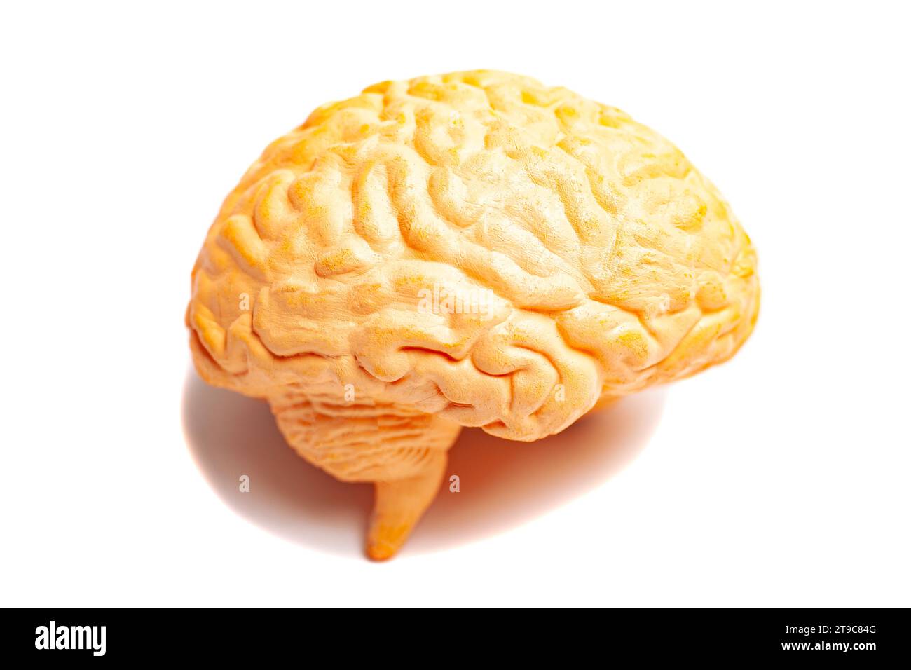 Human brain anatomical model isolated on white background Stock Photo ...