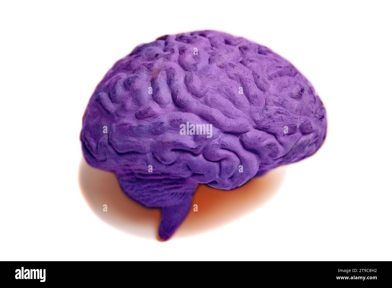 Human brain anatomical model isolated on white background Stock Photo ...