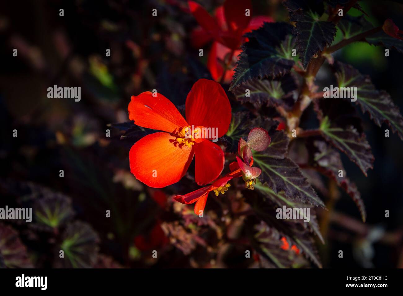 An orange begonia flower. Stock Photo
