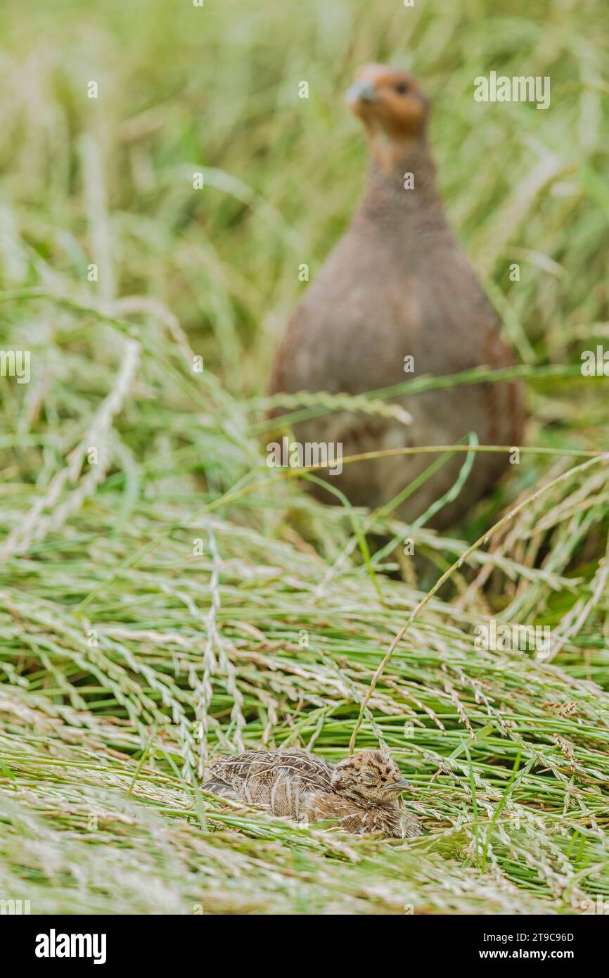 Juvenile Grey Partridge (Perdix perdix), guarded by by one parent Stock Photo