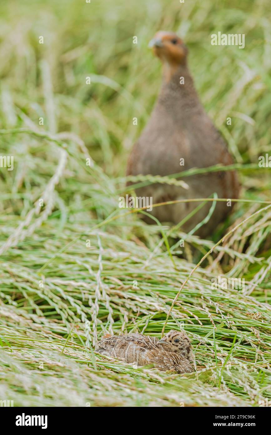 Juvenile Grey Partridge (Perdix perdix), guarded by by one parent Stock Photo