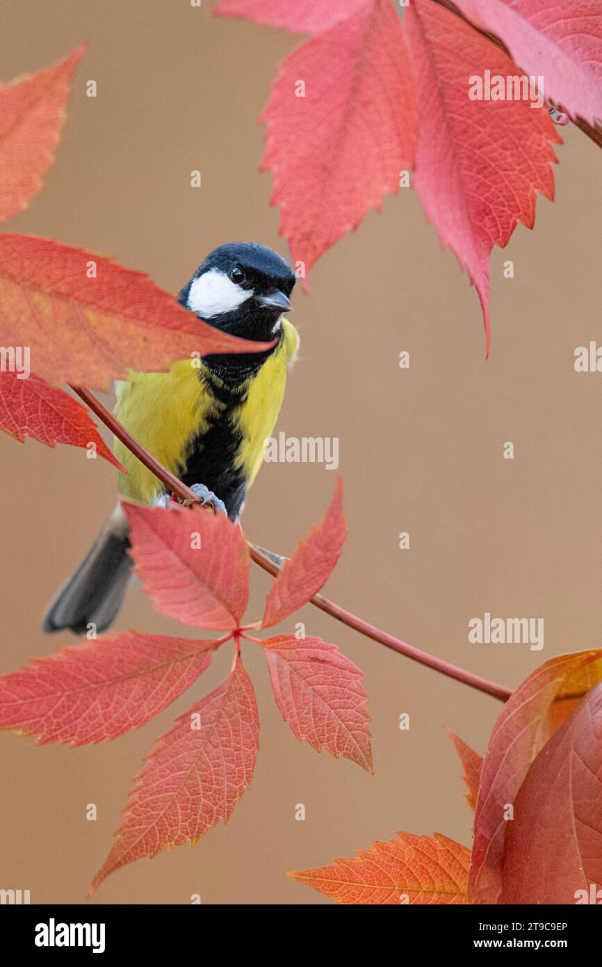 The great tit among the autumn leaves (Parus major) Stock Photo