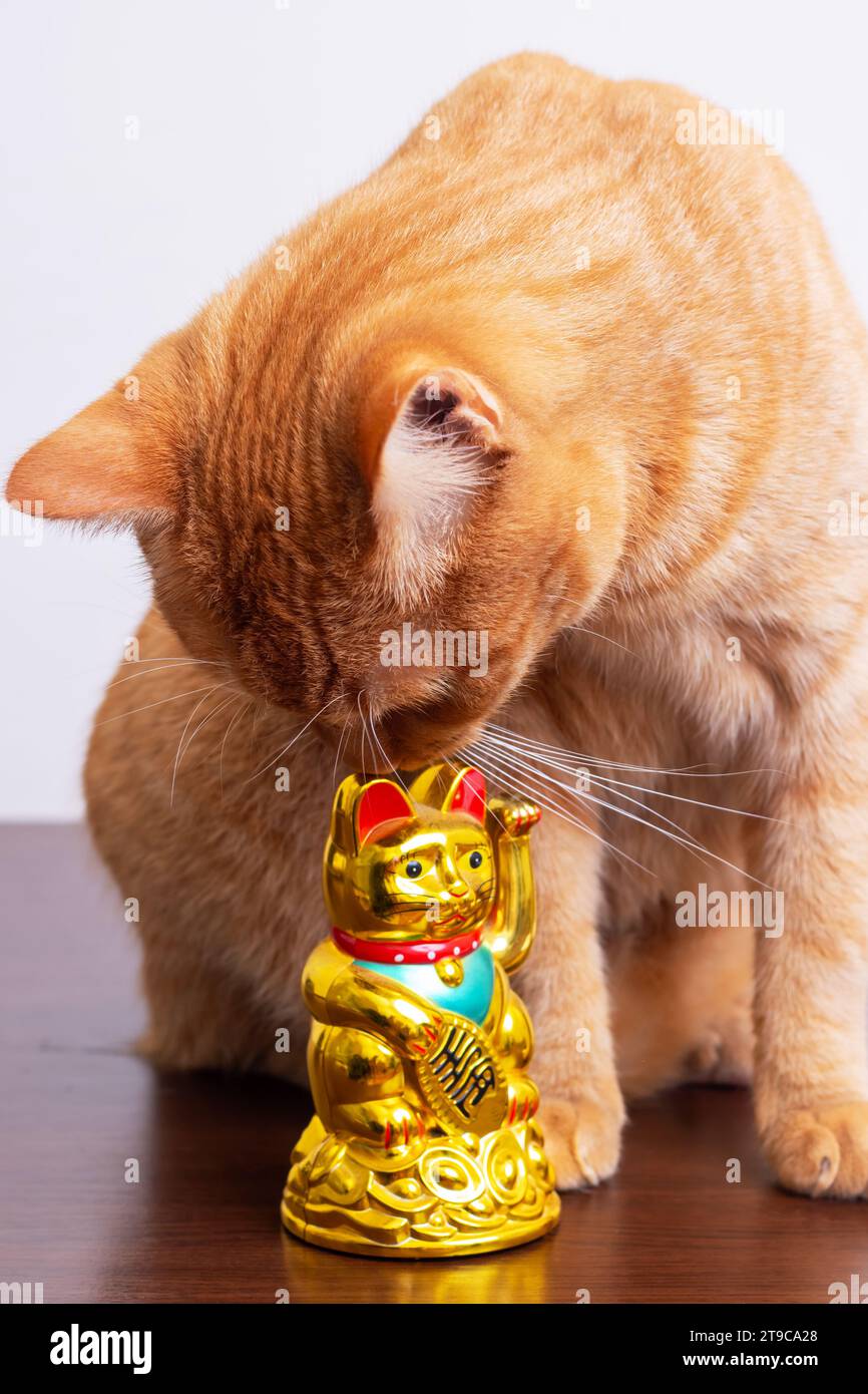 Cup broken cat hires stock photography and images Alamy