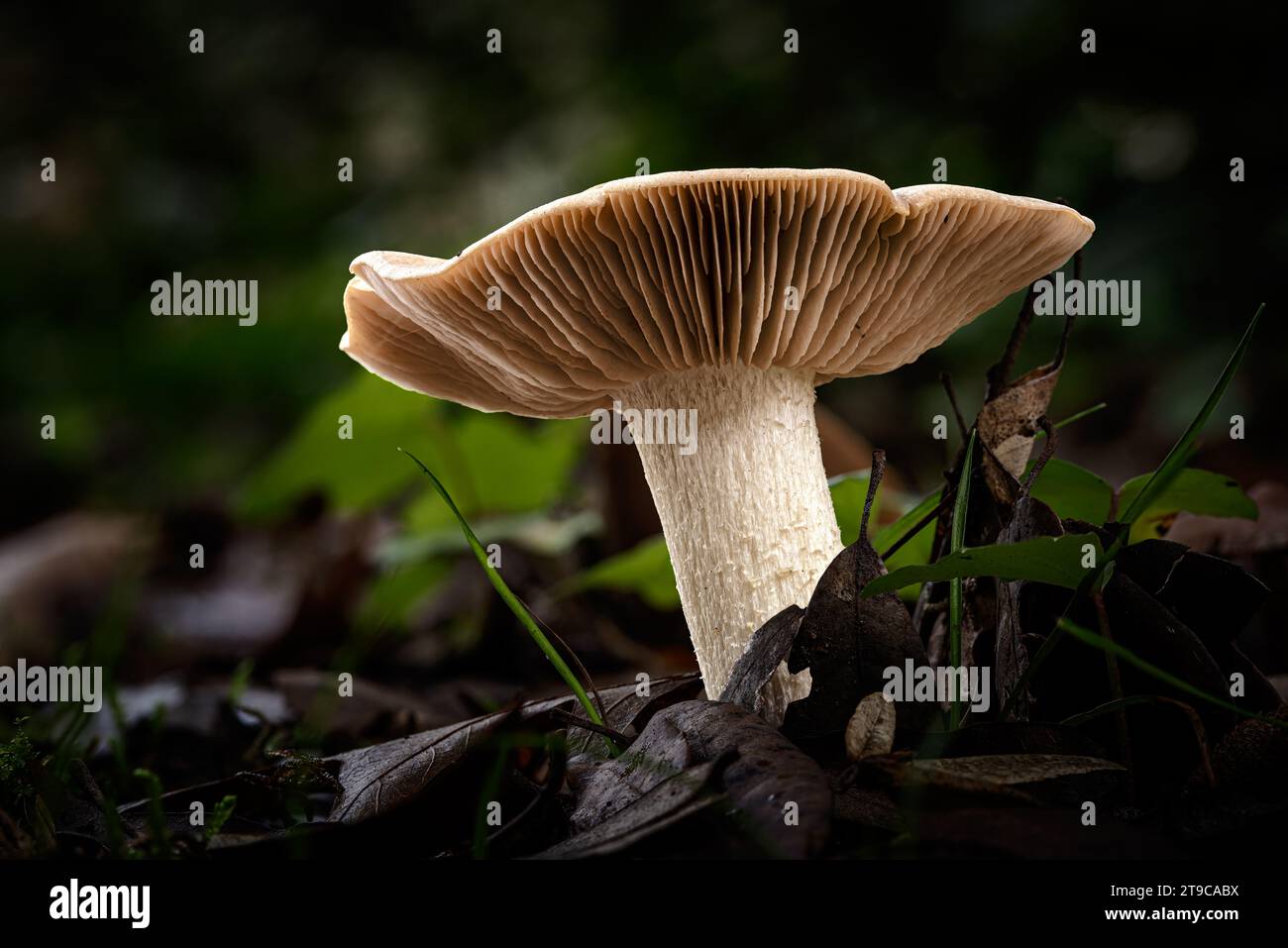 Bleachy Bleachy entoloma mushroom, a species of Pinkgills, growing through the ...