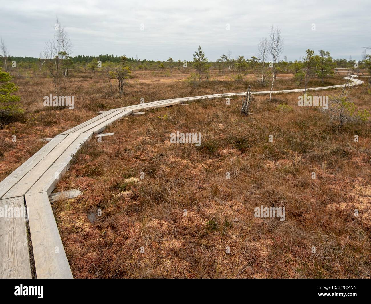 Follow this rustic trail, where weathered planks weave stories of the marsh's serenity amidst nature's untouched beauty. Stock Photo