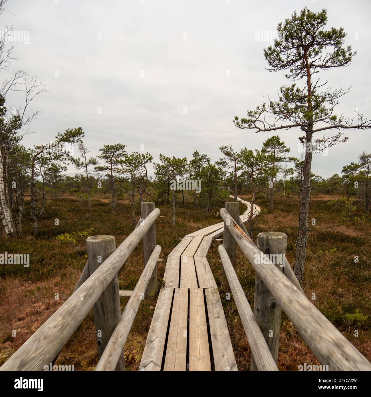 Swamp Walk Way Traverse this rustic walkway, where the aging wood reveals the history ...