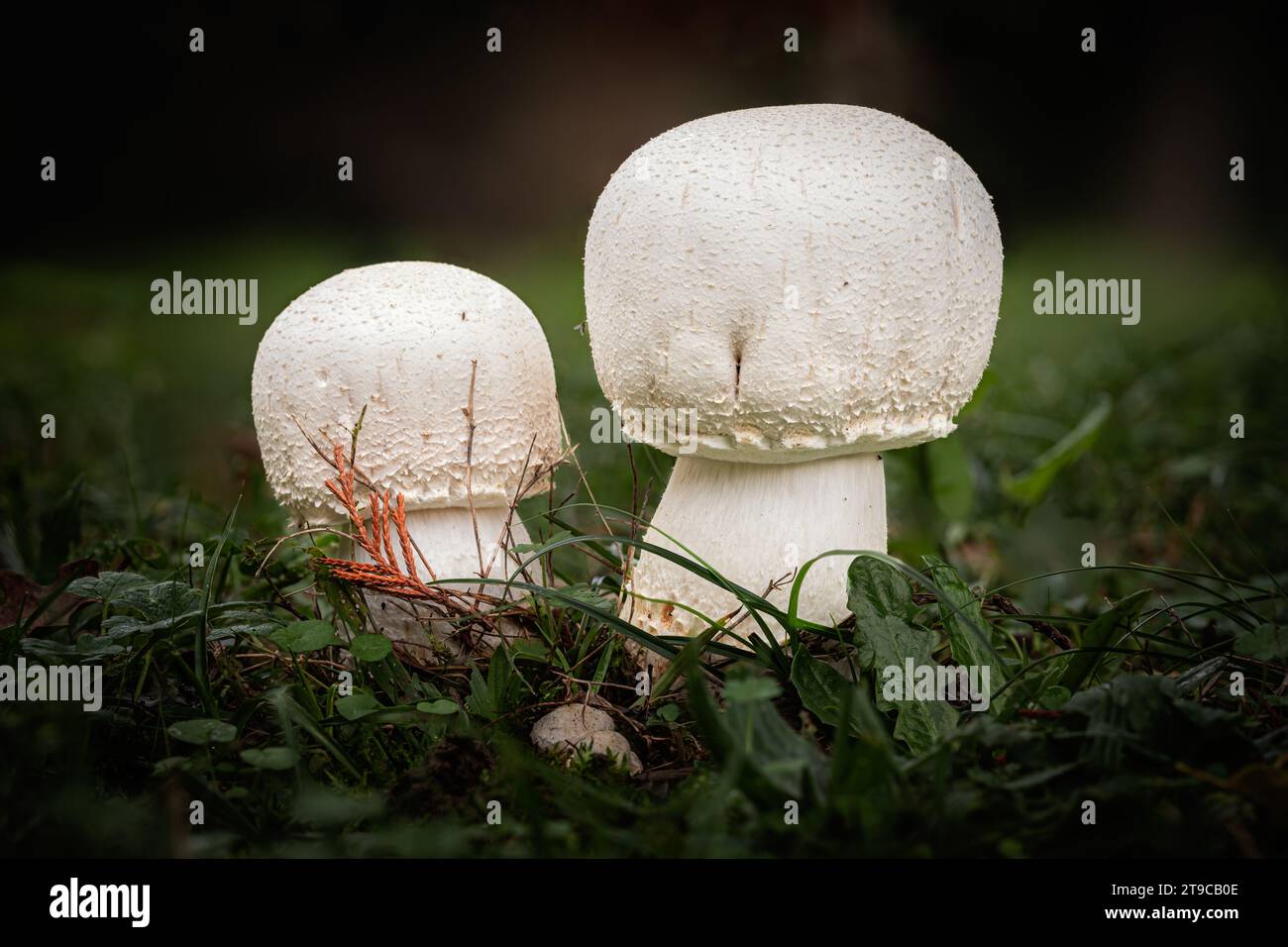 Two Horse mushrooms, a species of Agaricus, growing through the leaf mould of a forest floor in the Dordogne region of France Stock Photo