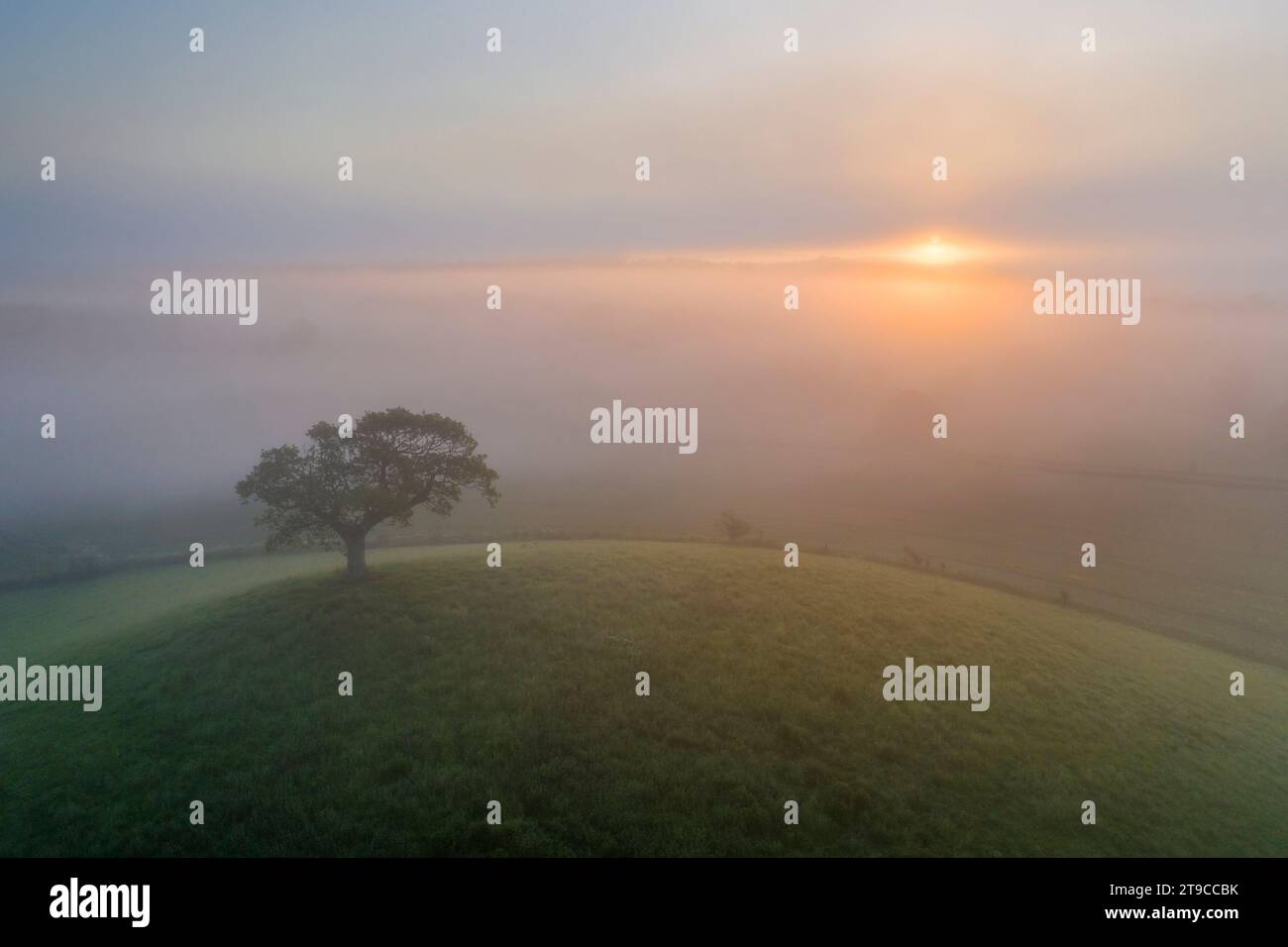 Lone hill top tree at sunrise on a misty summer morning, Devon, England. Summer (June) 2021. Stock Photo