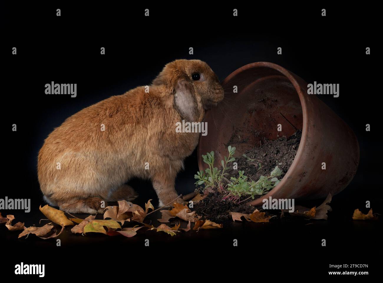 Lop rabbit in front of black background Stock Photo - Alamy