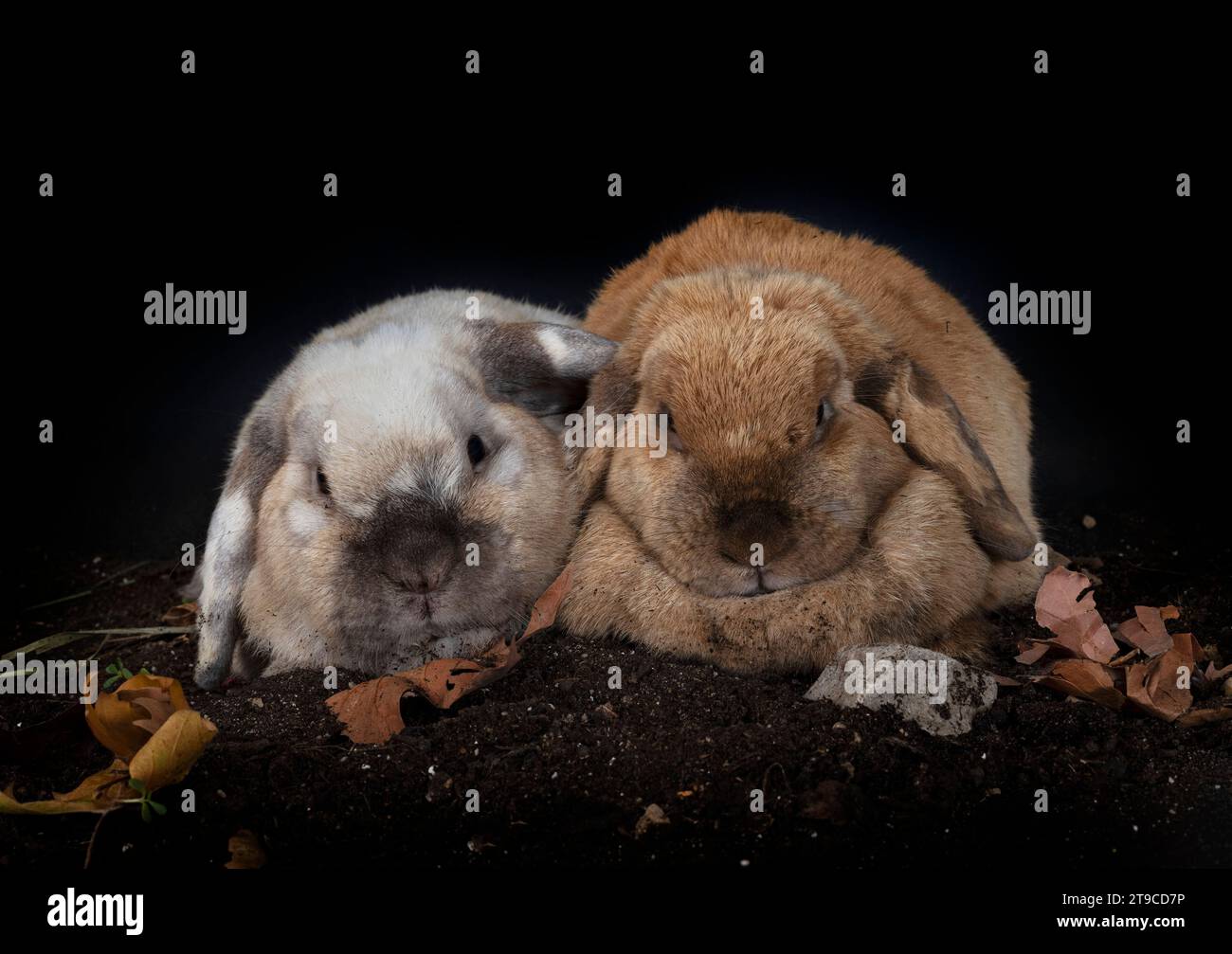 Lop rabbit in front of white background Stock Photo - Alamy