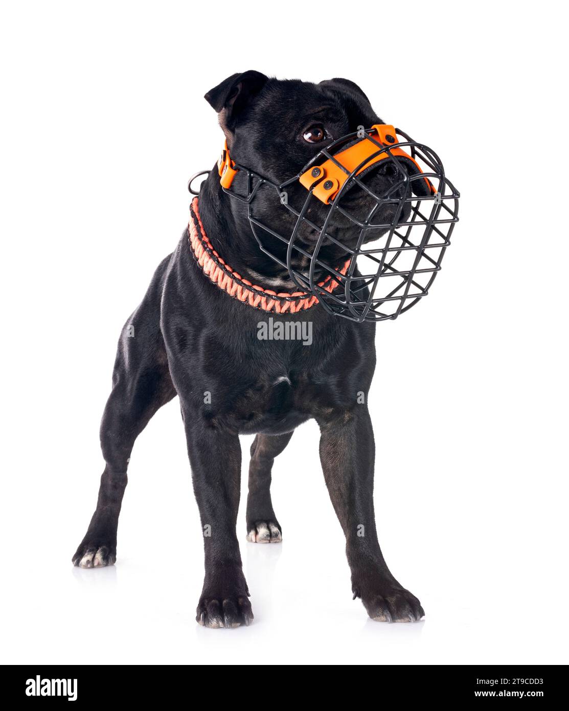 Dog muzzle for staffordshire bull terrier sales