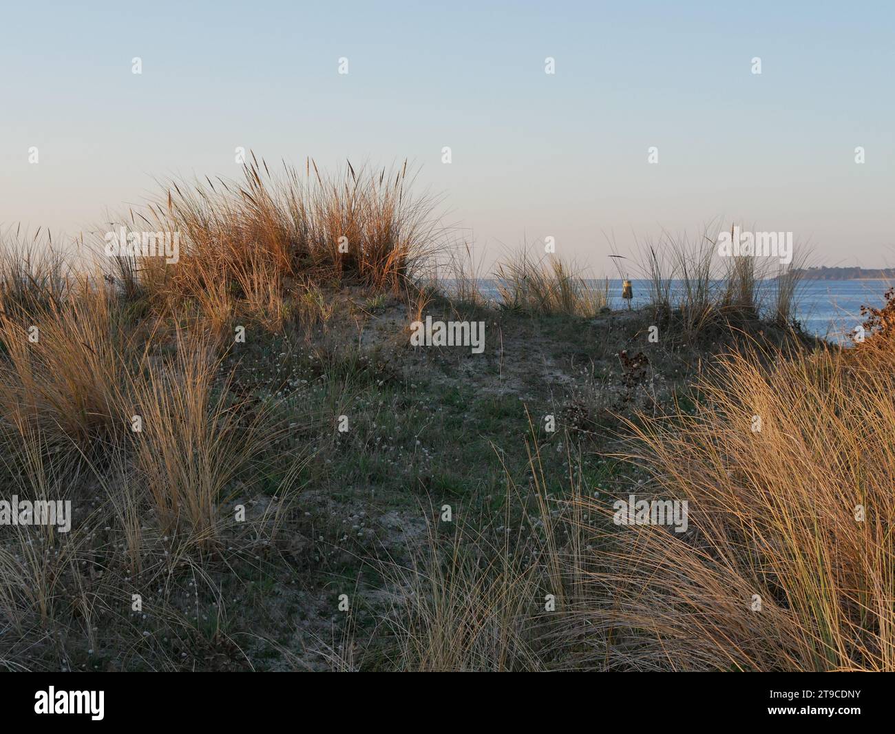 Dune landscape with beachgrass in sunrise light by the atlantic coast, Larmor Plage Stock Photo