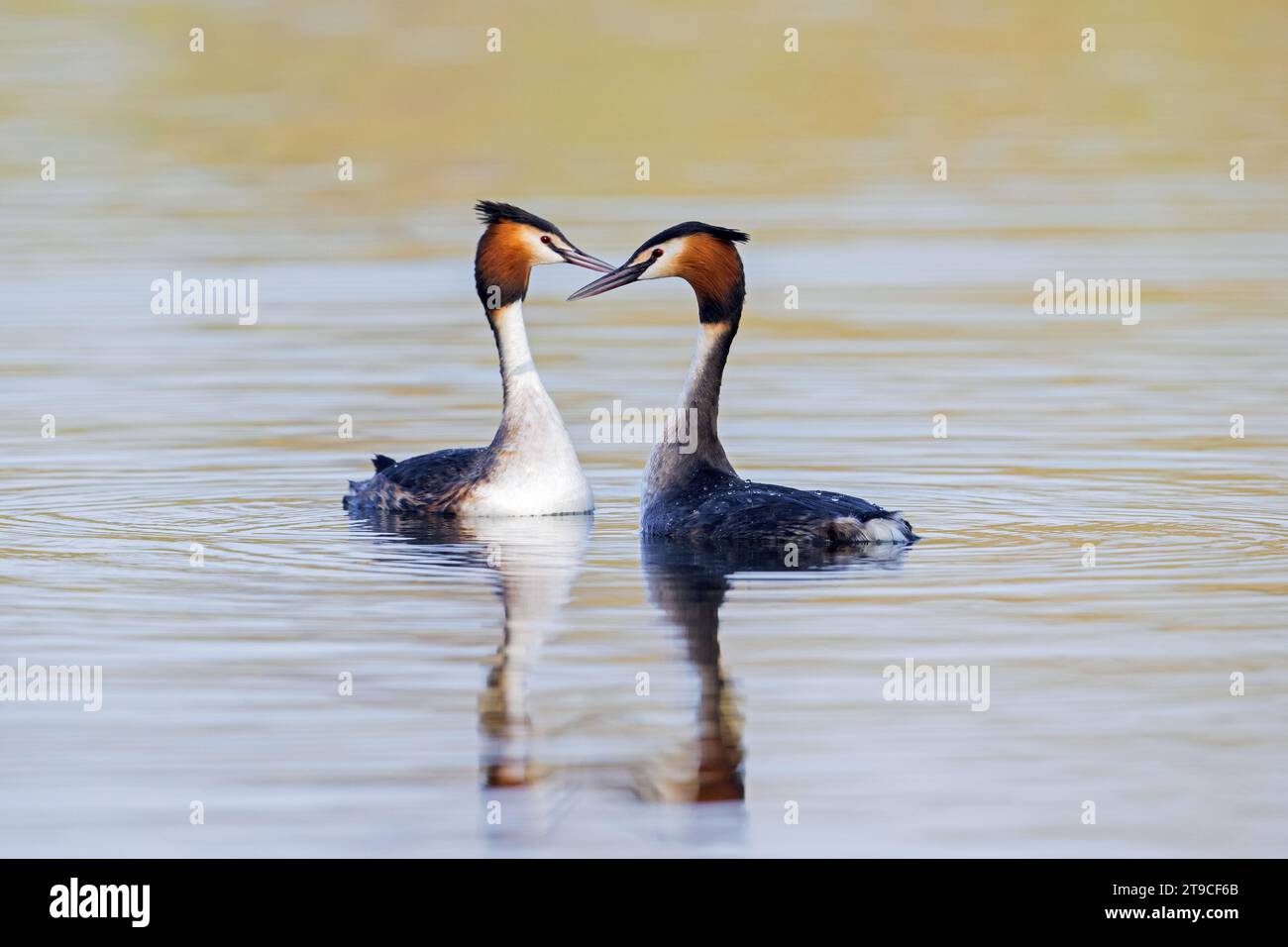 Great crested grebe (Podiceps cristatus) pair in breeding plumage displaying by shaking heads during mating ritual in lake / pond in early spring Stock Photo