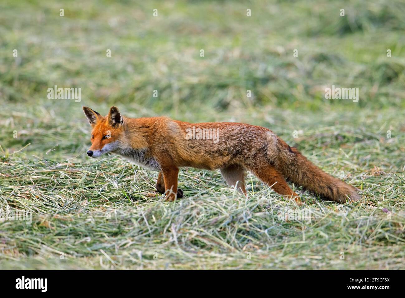 Solitary red fox (Vulpes vulpes) hunting mice in freshly mowed meadow / cut grassland in summer