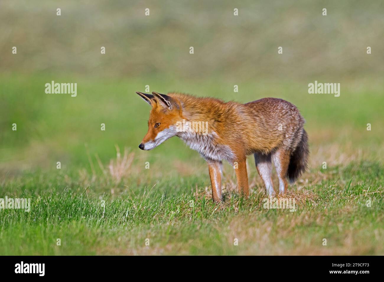 Solitary red fox (Vulpes vulpes) hunting mice in freshly mowed meadow / cut grassland in summer