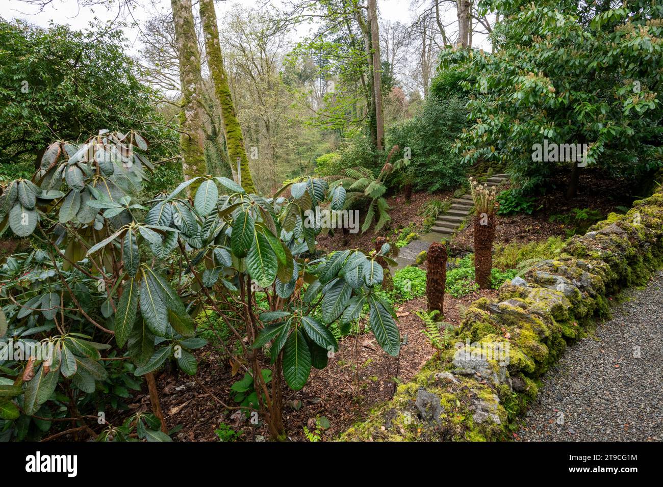 Plas Cadnant Hidden Gardens, Menai Bridge, Anglesey, North Wales Stock