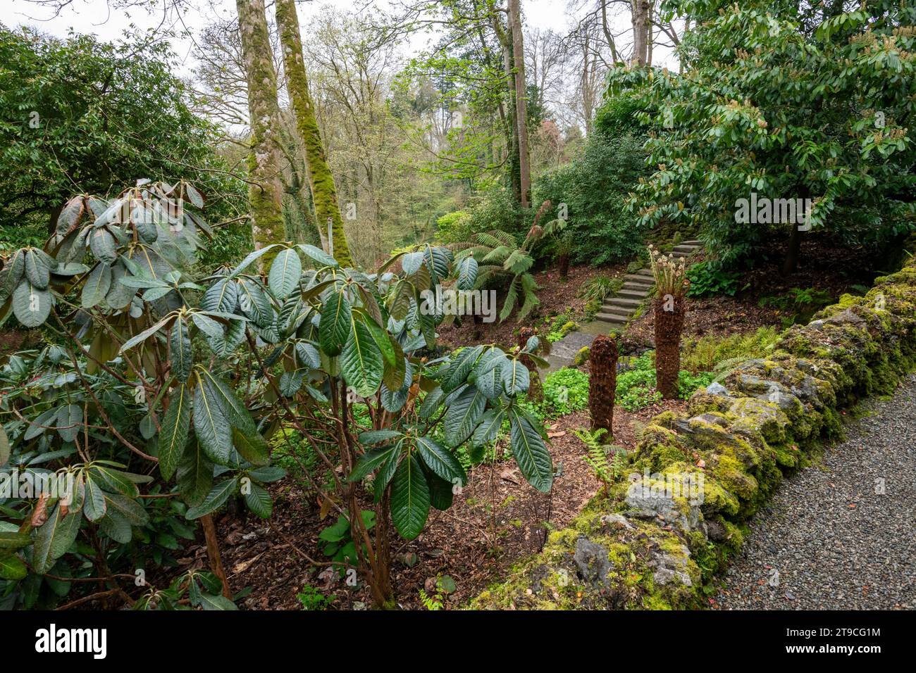Plas Cadnant Hidden Gardens, Menai Bridge, Anglesey, North Wales. Stock Photo