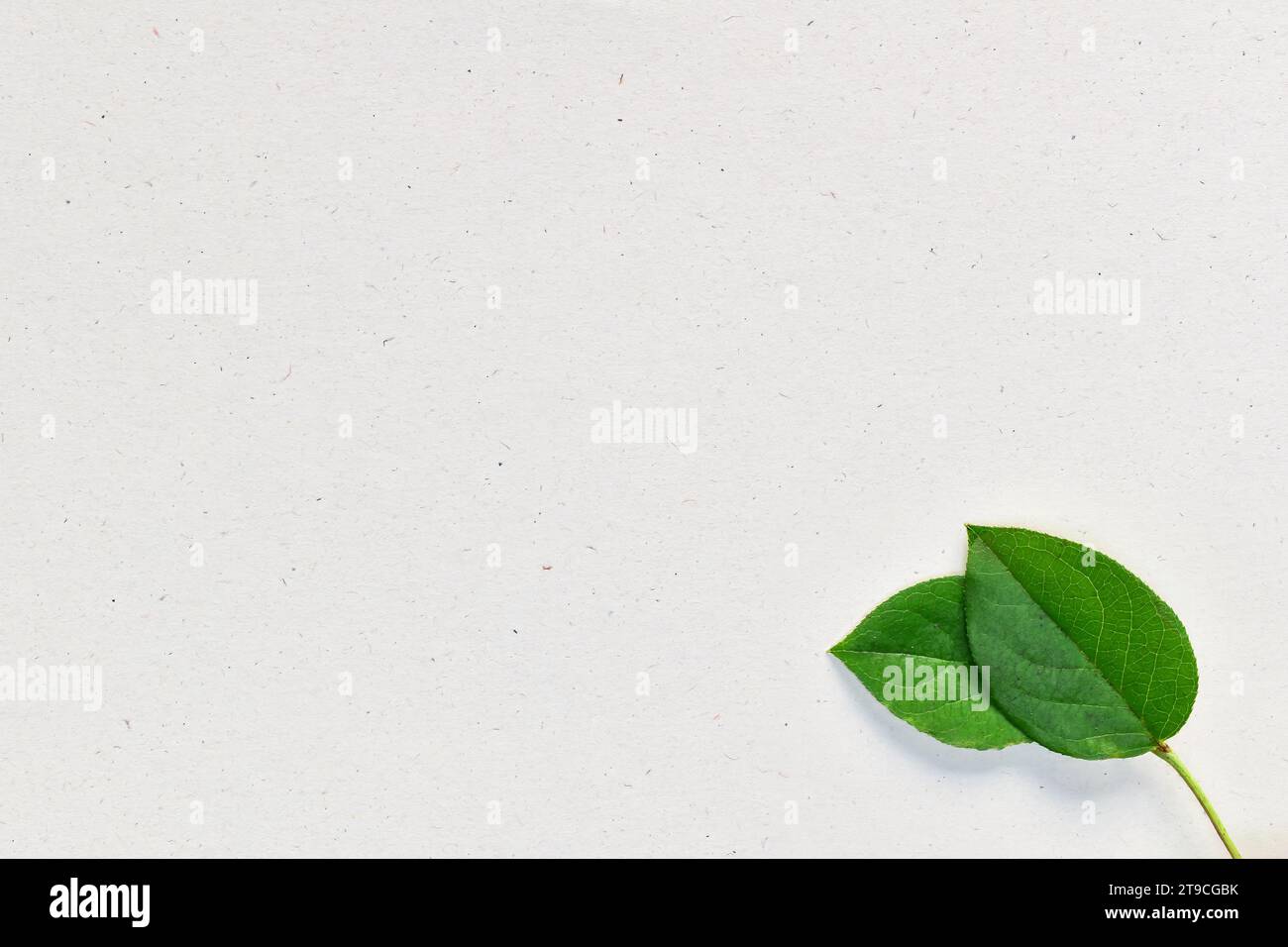 White craft paper texture background from made natural leaves. Recycled  paper texture background banner concept. Stock Photo