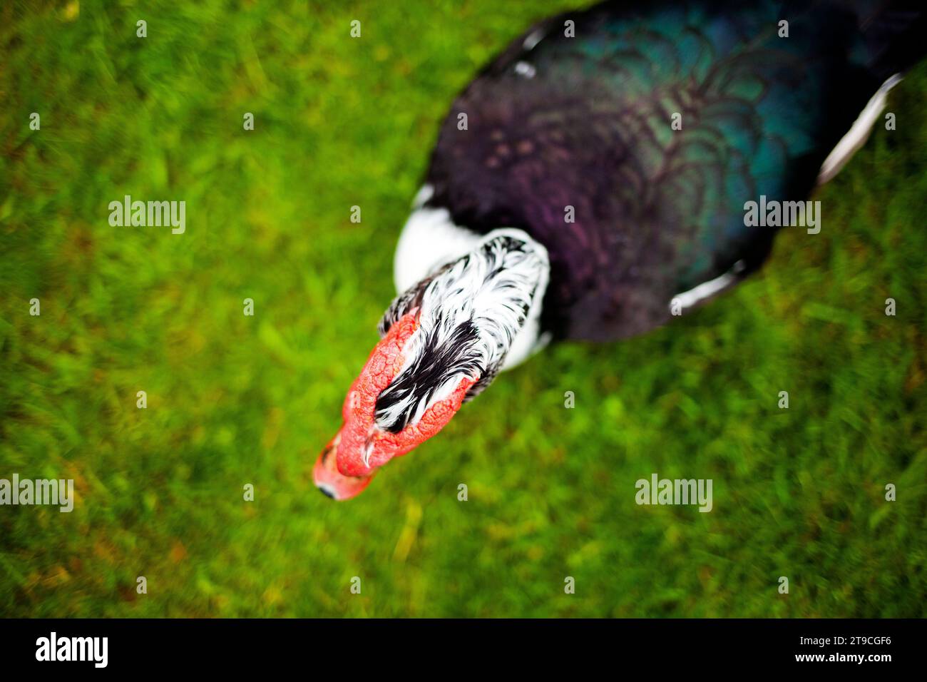 birds eye view of Muscovy ducks head, against a blurred out green grass background Stock Photo