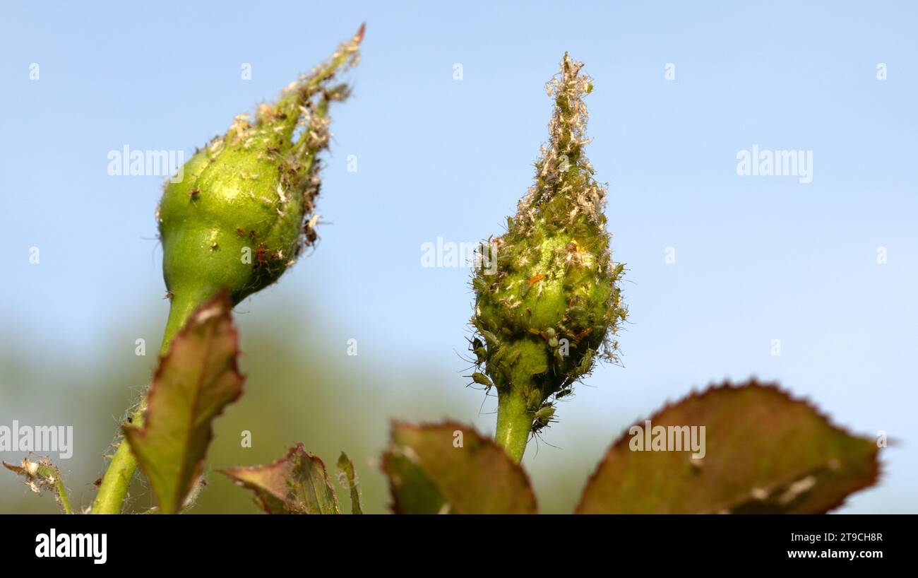 Rose's Dilemma: A Macro View of Aphid Invasion Stock Photo - Alamy