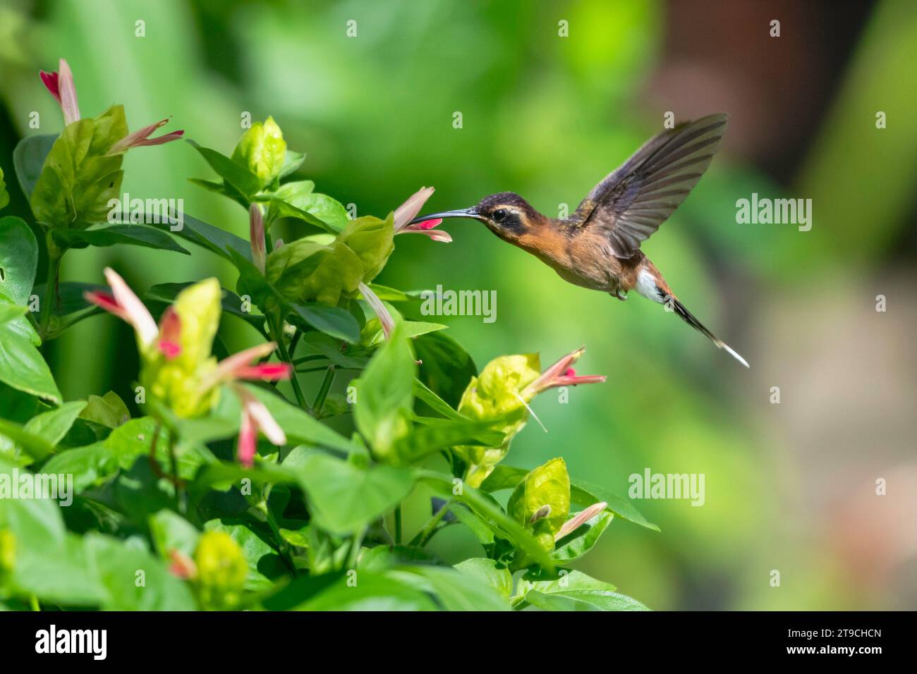 Little Hermit hummingbird pollinating a yellow Shrimp Plant flowers in the sunlight with green background. Stock Photo