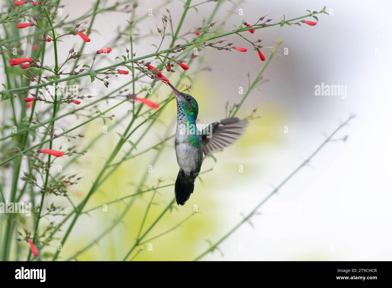 A Blue-chinned Sapphire hummingbird, Chlorestes Notata, pollinating red flowers hovering in the air with pastel colors in background Stock Photo