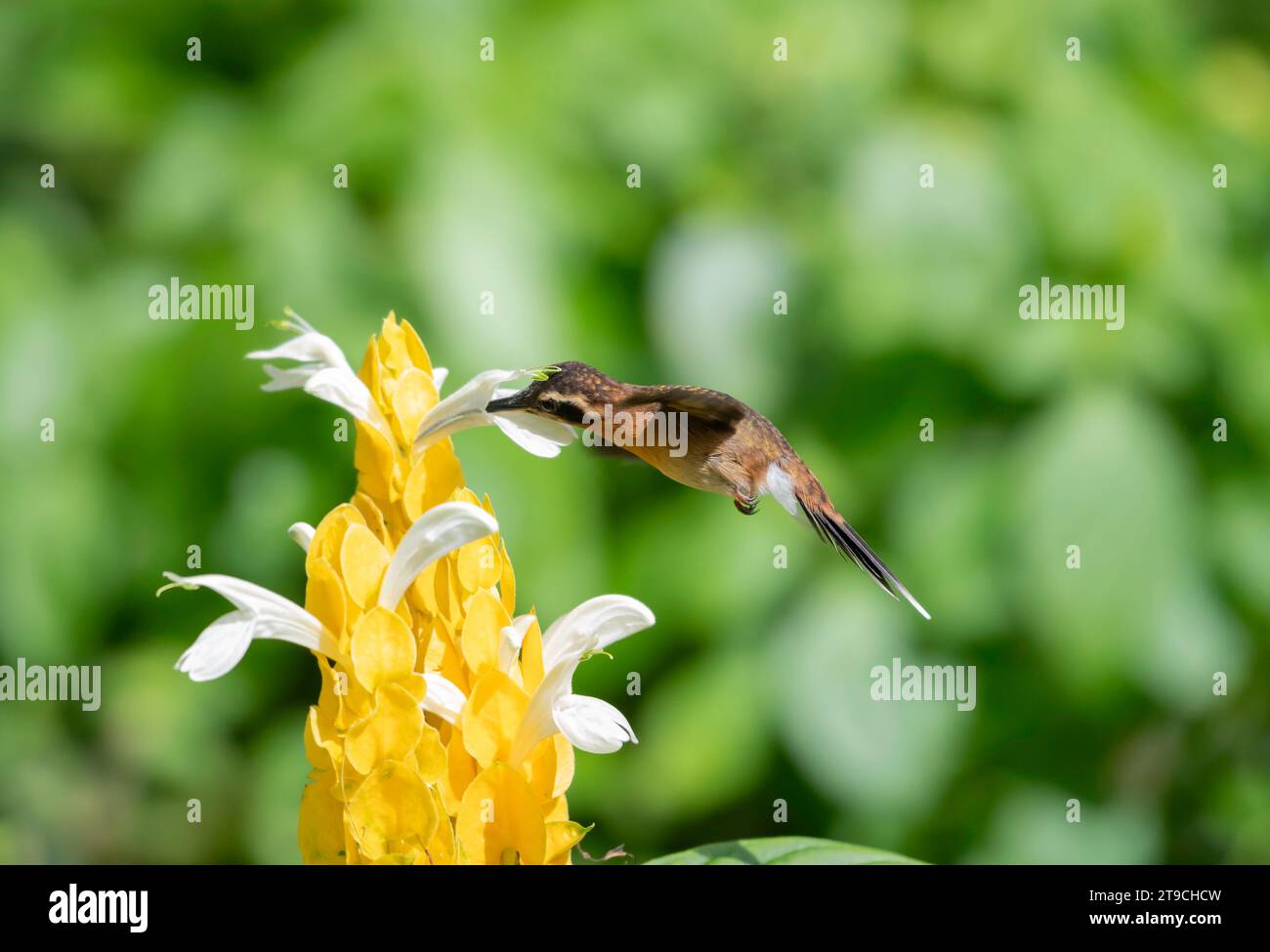 Little Hermit hummingbird, Phaethornis Longuemareus, pollinating a yellow Shrimp Plant flowers in the sunlight with green background. Stock Photo