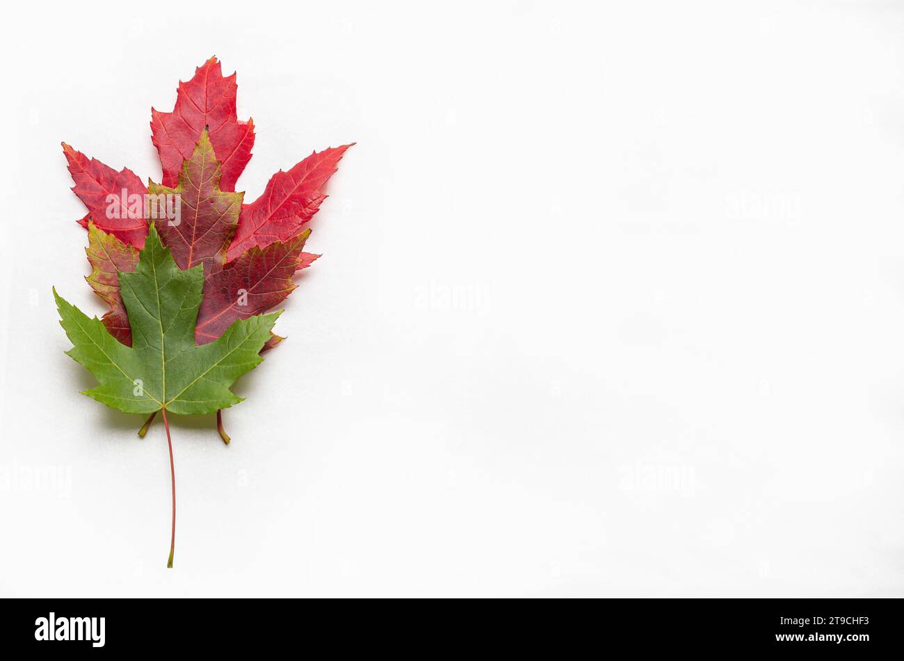 Autumn maple leaves isolated on white background. Flat lay, top view ...