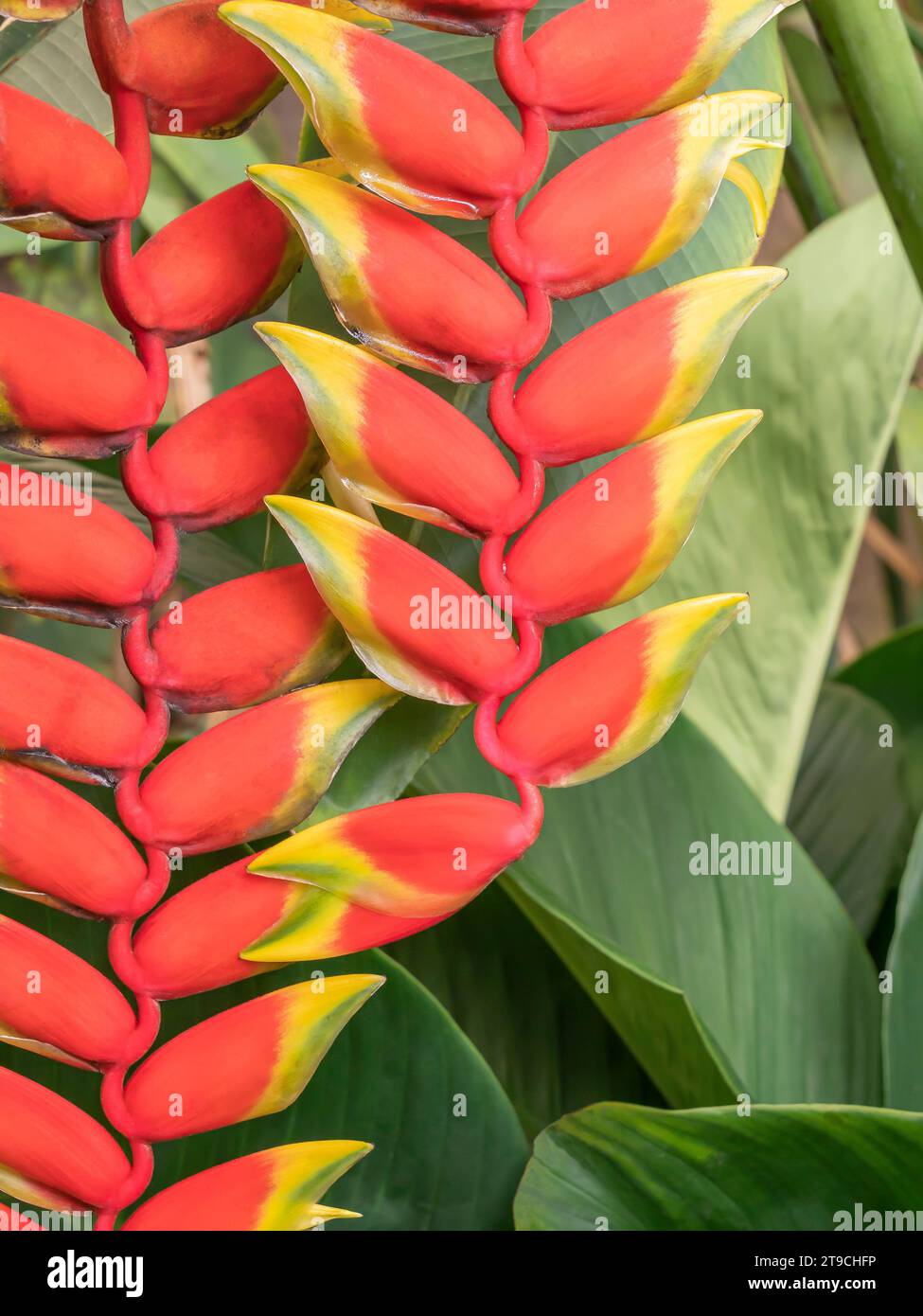 Heliconia rostrata – hanging lobster claw plant. Stock Photo