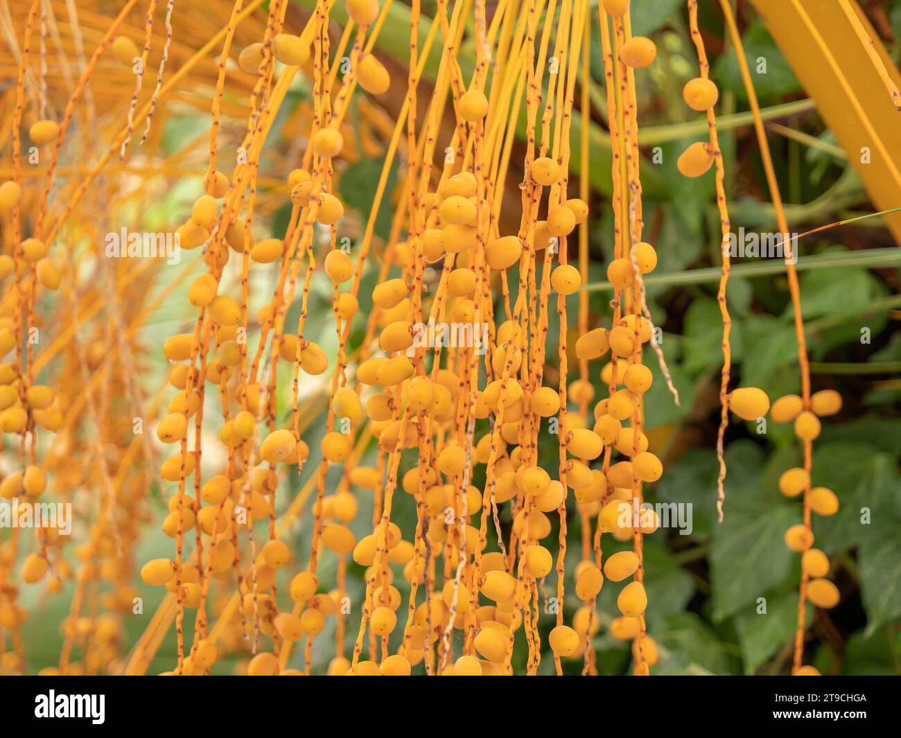 Pindo jelly palm tree yellow fruits. Closeup. (butia capitata) Stock Photo