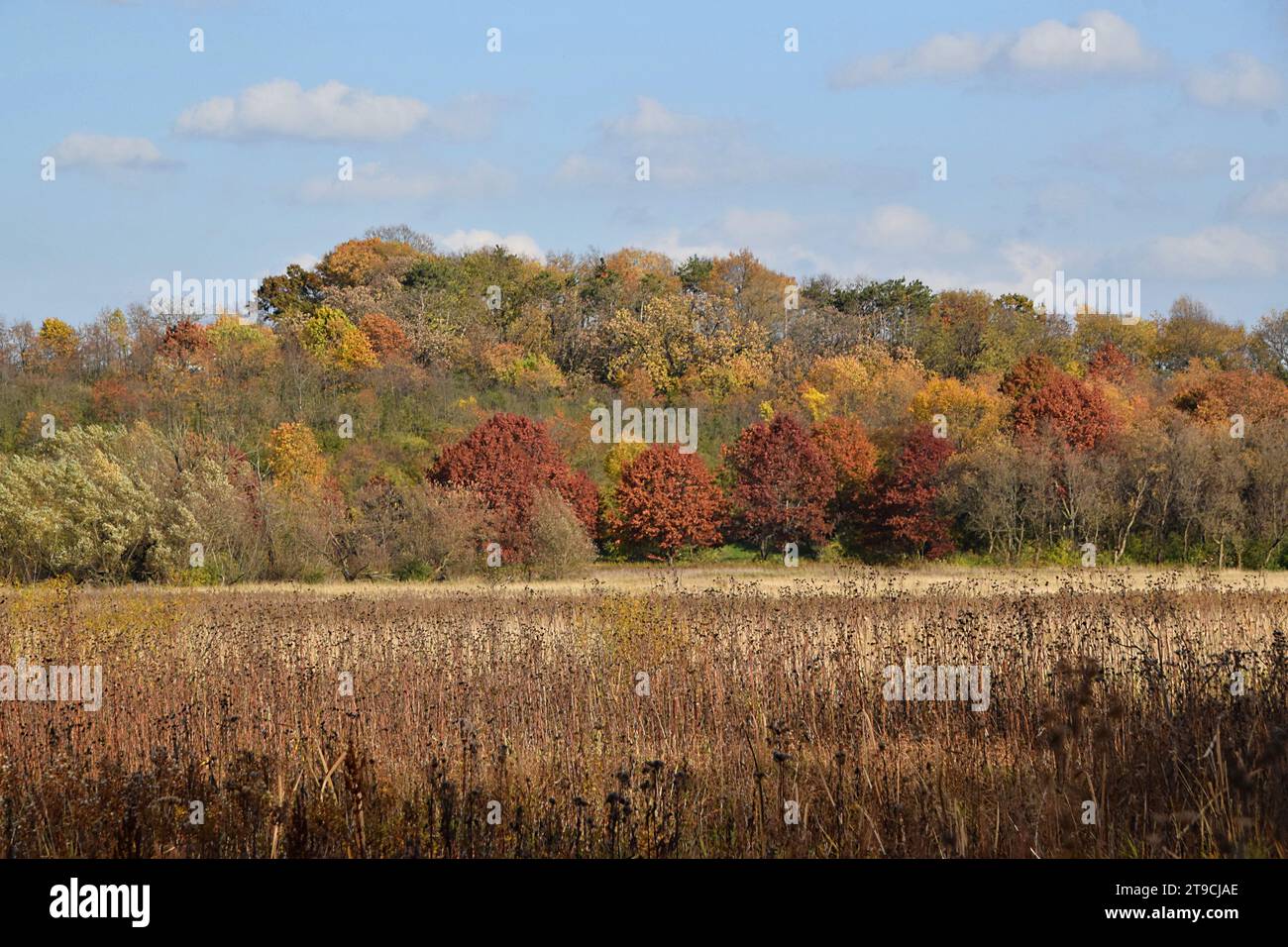 Fall Colors along a hiking trail in southwestern Wisconsin Stock Photo ...