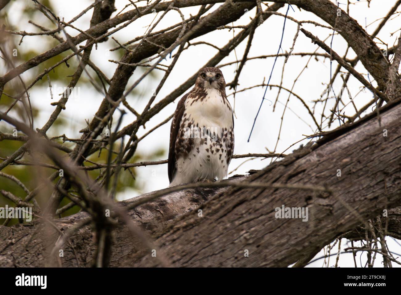 Red-tailed hawk perched on a large tree branch in early evening. Stock Photo