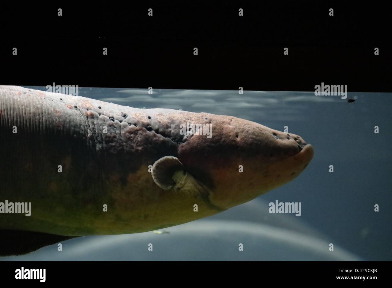 electric eel swimming in a bassin at Ouwehands Zoo in Rhenen Stock Photo