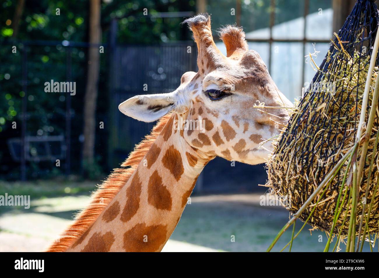 Rothschild giraffe and the Kordofan giraffe in the Ouwehands Zoo in Rhenen in the Netherlands Stock Photo