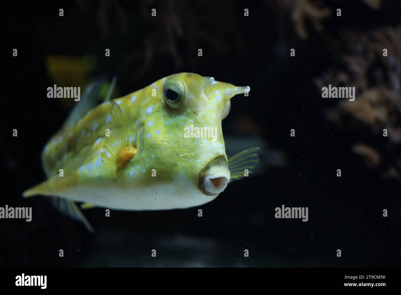 Horned trunckfish in water bassin in Ouwehands in Rhenen the Netherlands Stock Photo