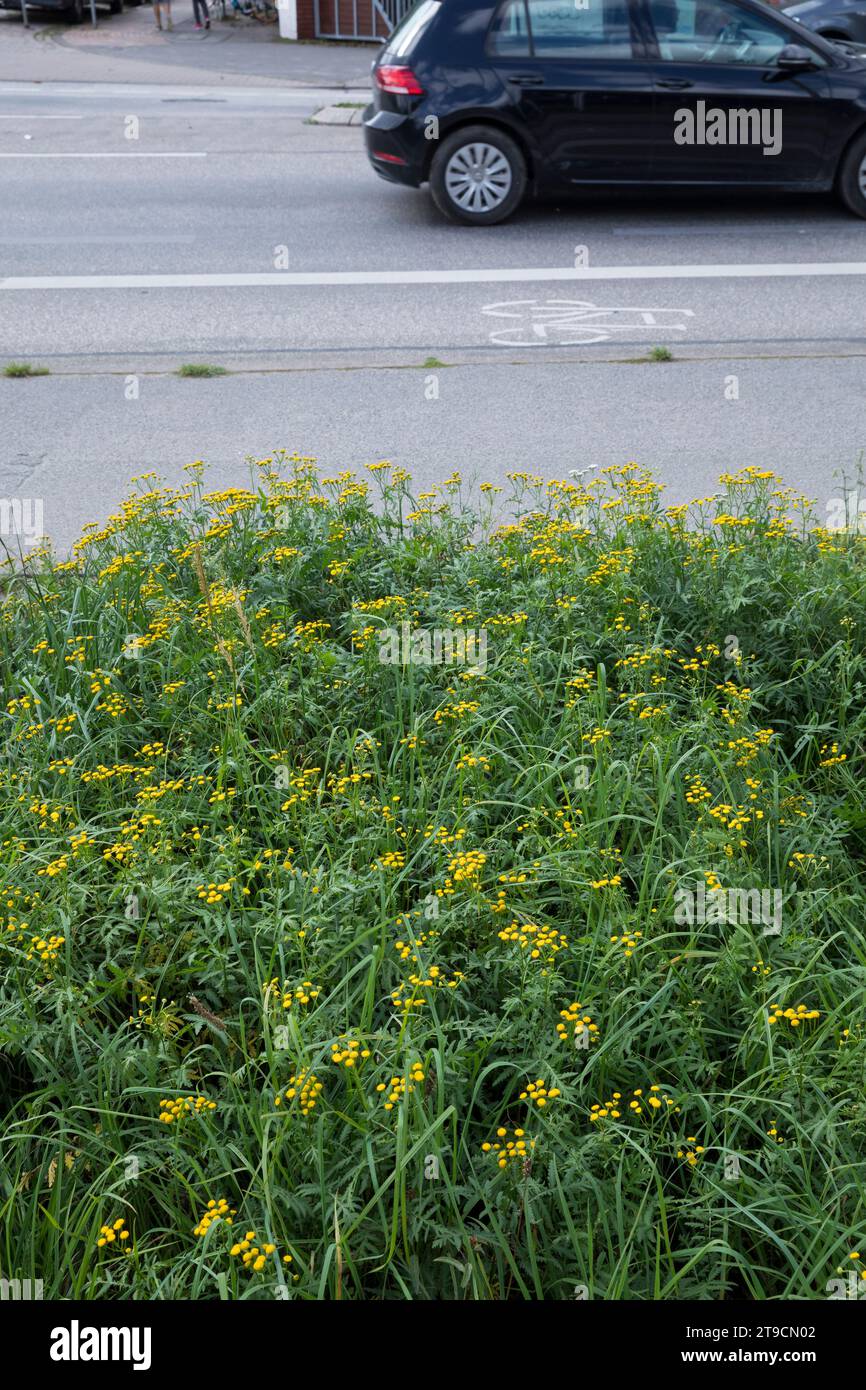 La tanaisie commune hi-res stock photography and images - Alamy