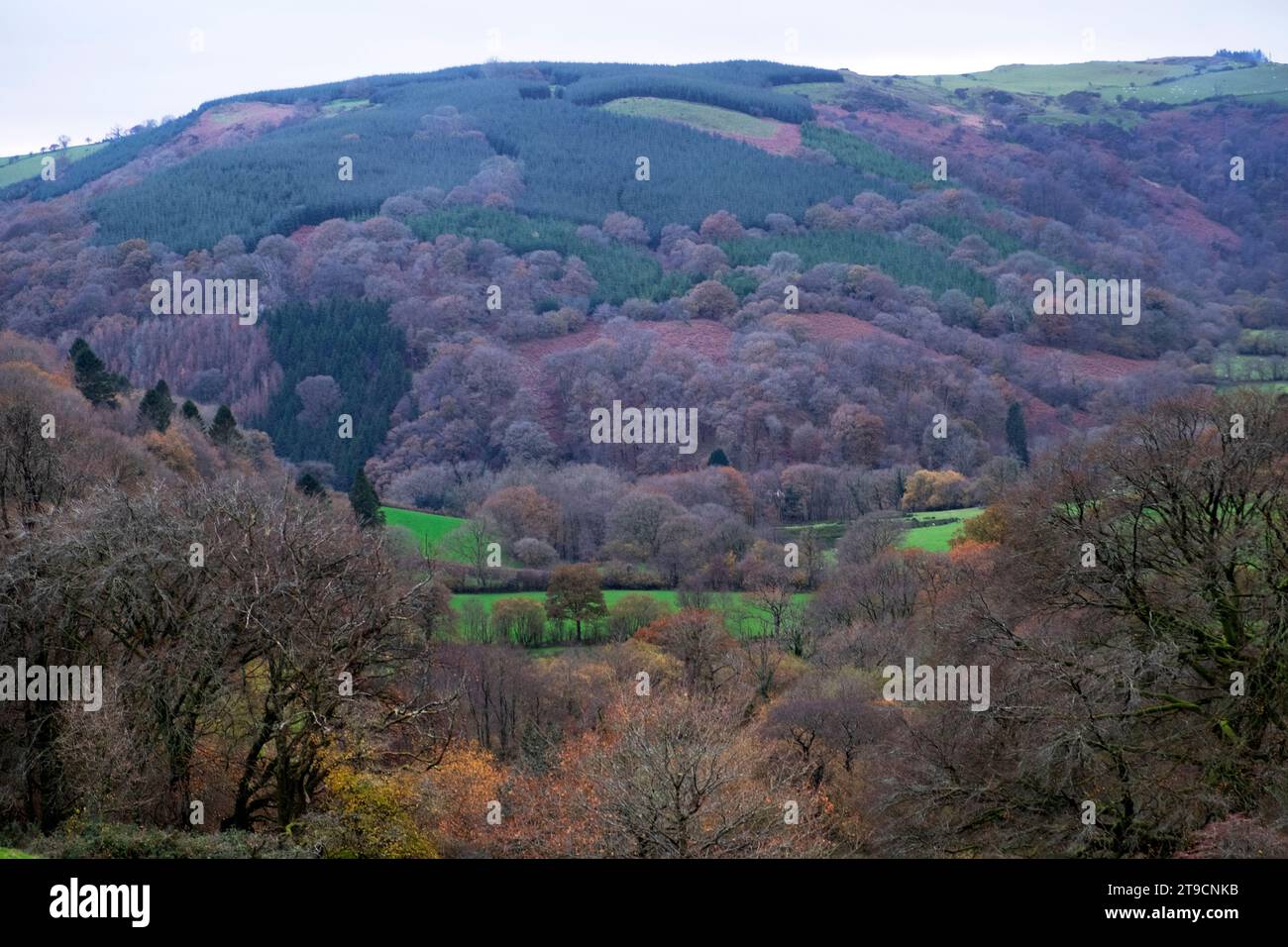 Landscape of natural deciduous oak woodland and coniferous trees on hillside in colourful autumn November Carmarthenshire Wales UK 2023   KATHY DEWITT Stock Photo